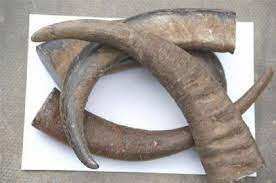 Artesanía TIMELESS CRAFT al por Mayor, Puntas de Cuerno de Búfalo Ecológicas, Personalizadas, Hechas a Mano, de Alta Calidad, Modernas y Naturales para Bodas - Product Image 4