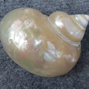 พบชายหาดที่สวยงาม: เปลือกหอยสังข์ขนาดใหญ่ปะการังและปลาดาว - Product Image 4