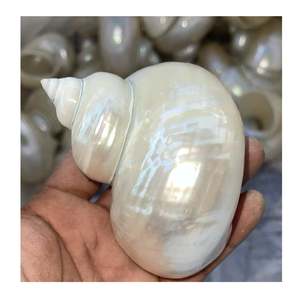 Concha blanca y verde de 99 Gold Data Vietnam para decoración del hogar y proyectos de arte con concha - Product Image 5