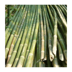 Postes de bambú tratados de Vietnam para uso agrícola en jardín, palo de bambú Natural, valla de bambú, tamaño personalizado, soporte agrícola, venta al por mayor - Product Image 1