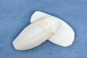 BOOSTER DE CALCIO LIMPIO DE HUESO DE SEPIA DERIVADO MARINO PARA LA SALUD DE LAS AVES APOYO INMUNE Y FUENTE NATURAL - Product Image 4