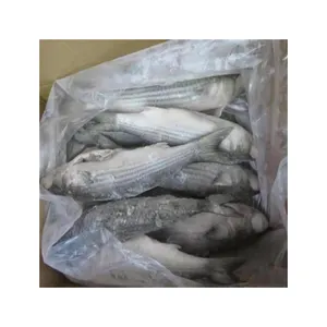Neue Produktion mit Premium-Qualität gefrorenes graues Mullet Fischgröße eingeschlagenes graues Mullet