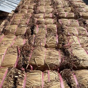 Fibra de Jacinto de Agua Cruda a Precio Competitivo de Proveedor Vietnamita, Jacinto de Agua Seco al Sol Natural - Product Image 4