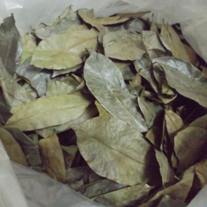 ใบซอสซอปแห้ง / ใบซอสซอปแห้งจากเวียดนามในราคาถูก - Product Image 3