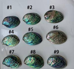 Exquisita concha de abulón para diseño de joyería, manualidades creativas, decoración e ideas de estilo para el hogar - Product Image 4