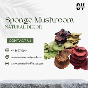 Éponge champignon éco-responsable de qualité supérieure, populaire, durable, pour désherbage, Halloween, remise de diplôme, fête des pères, Pâques, bureau, séchée - Product Image 2