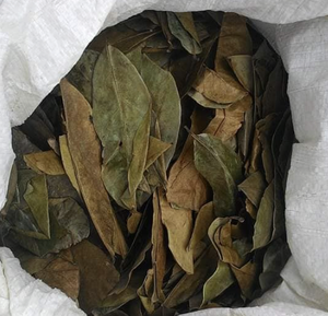 Vietnam Graviola <b>Tea</b> Leaves Naturally Dried for Aromatic Drinks and Daily Refreshing Use - Product Image 4