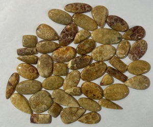 Prix de gros Cabochon de corail fossile fabrication de bijoux faits à la main pierre de cristal de guérison approvisionnement en vrac corail fossile pierre précieuse en vrac, - Product Image 2