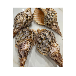 เปลือกหอยทรัมเป็ตธรรมชาติสำหรับตกแต่งชายฝั่งตู้ปลางานฝีมือธีมงานแต่งงานการออกแบบตกแต่งภายในและการแสดงทางทะเล - Product Image 3