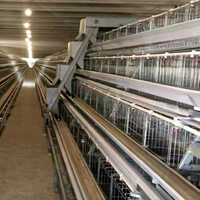 Cages en batterie pour 10 000 poules pondeuses, pour élevage avicole, avec système d'alimentation et d'évacuation des déjections