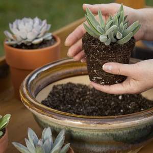 Macetas de vivero de 5L para cactus y suculentas Excelente drenaje Suelo para macetas suculentas con fertilizante incluido - Product Image 3