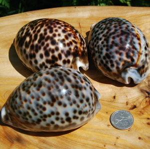 Coquillages tigre cauri polis du Vietnam pour la décoration d'aquarium affichage à la maison et fournitures d'art faites à la main - Product Image 6