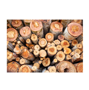 Bûches rondes en bois d'eucalyptus séché au four pour l'exportation - Conformes à la norme ISPM 15 - Product Image 6