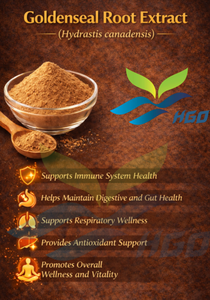 HGO Fournisseur direct d'usine d'extrait de racine de Sceau d'or naturel Hydrastis canadensis, qualité alimentaire, spécification 10:1 - Product Image 5