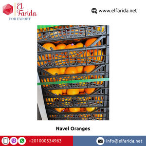 Offre Spéciale de bonne qualité largement vendu égyptien naturel doux délicieux nombril frais Orange/Orange de bali à un prix fiable - Product Image 6