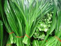 Feuilles de Pandan Biologiques Congelées du Vietnam - 100% Pures, Parfumées, Prêtes à l'emploi pour Jus et Infusions, Étiquetage Nettoyant pour Marques Blanches OEM