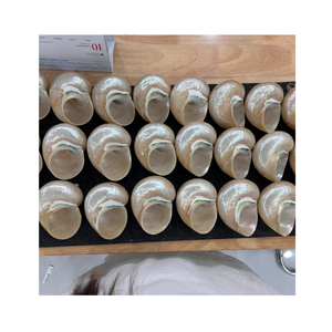 Conchas de concha decorativas naturales en blanco y verde por Vietnam Proveedor 99 Datos de oro para aplicaciones artísticas - Product Image 2