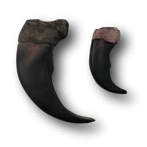 Ensemble de 2 os à mâcher pour chiens en corne de buffle d'eau naturelle, durables, pour la santé, pour les chiots et les aliments secs - Product Image 4