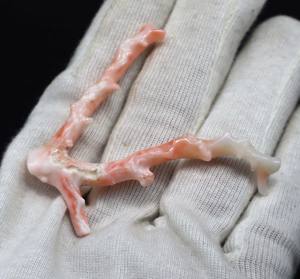 Palo de Coral blanco Natural, piedra preciosa suelta, piel de Ángel, Coral pulido, Colgante de Piedra en bruto, tamaño 65X16MM - Product Image 1