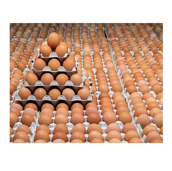Uova Fertili E Feconde Di Pollo Livorno Collo Argento - Foto 12