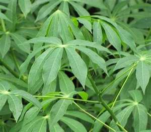 HOJAS DE YUCA VERSÁTILES/RICO EN NUTRIENTES/ARTESANAL/ORGULLO VIETNAMÉS - Product Image 6