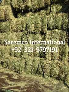 Hạt Giống Viên Cỏ Rhodes Từ Pakistan Kiện Không Bụi Tốt Nhất Cho Nhà Cung Cấp Thức Ăn Chăn Nuôi Giá Xuất Khẩu Bán Buôn - Product Image 3