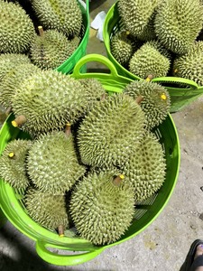 Producto entero y de pulpa de Durian congelado de Vietnam HECHO DE durians de mes Premium ideal para uso en panadería y bebidas - Product Image 5