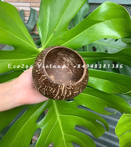 ถ้วยน้ำมะพร้าวสำหรับเด็กถ้วย Eco2go ใบกะลามะพร้าวขนาดต่างๆนำกลับมาใช้ใหม่ได้ - Product Image 5