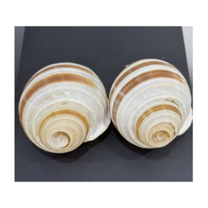 Fourniture d'artisanat de coquillages Turbo décoratifs naturels prêts à expédier du Vietnam - Product Image 6