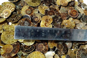 Ammonite naturelle en vrac, pierre précieuse, quartz de guérison, ammonite polie pour la fabrication de bijoux, guérison - Product Image 2