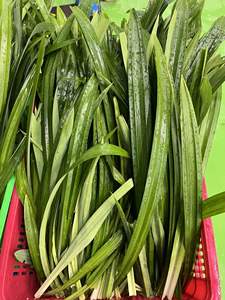 HOJAS PANDAN CONGELADAS PREMIUM/SABOR NATURAL/ALTA CALIDAD/LISTO PARA USAR/INDUSTRIA ALIMENTARIA - Product Image 4