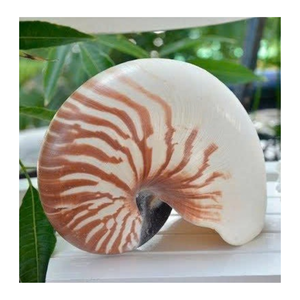 99 Gold Data Vietnam Exports Shell pour Shell Jewelry Displays et Seaside Home Accessories - Product Image 3