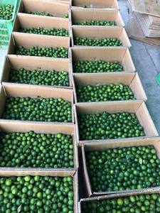 Fruta fresca Calamansi HP 0084 917 476 477 Citrus Delight Directo de Fuente - Product Image 4