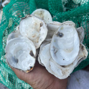 Artesanías de conchas de ostra naturales de Vietnam-Conchas marinas decorativas para uso artístico, doméstico o en el jardín por Viet Fargimex - Product Image 1