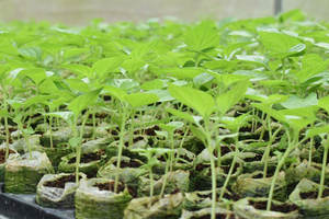 Gránulos de coco listos para plantar semillas de Vietnam - Product Image 6