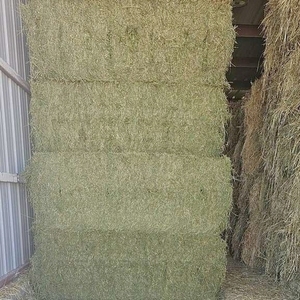 Heno de alfalfa para vacas lecheras: promoción de la producción de leche y el bienestar animal - Product Image 5