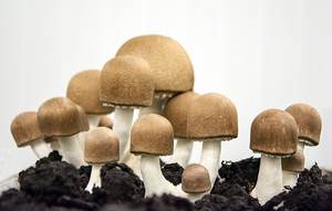 Nature Restore Agaricus Blazei Murill Natural 20% 50% Polisacáridos Agaricus Blazei Muril Agaricus Blazei Extracto ÁNGULO - Product Image 6