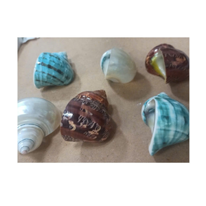 Concha de concha verde y blanca para proyectos de exhibición y escultura de concha por el proveedor de Vietnam 99 Gold Data - Product Image 1