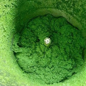 TOP SALES <b>SWEET</b> <b>POTATO</b> LEAF PASTE BULK WHOLESALE HOT DEAL NATURAL PREMIUM QUALITY EXPORT SUPPLY READY - Product Image 5