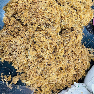 Proveedor de Vietnam, musgo marino, musgo marino natural TAKIMEX, musgo marino de Santa Lucía, bolsa de 1 libra para hacer Gel, precio al por mayor, origen de Vietnam - Product Image 1