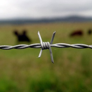 Fil <span class=keywords><strong>barbelé</strong></span> galvanisé en gros, bobine de 500 m, 50 kg/rouleau - Fil de clôture de haute qualité directement de l'usine <span class=keywords><strong>du</strong></span> Hebei - Product Image 2