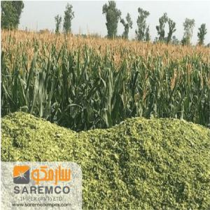 Ensilaje de maíz fresco de nutrientes superiores para un mejor crecimiento del ganado para caballos, cerdos, ganado - Product Image 2