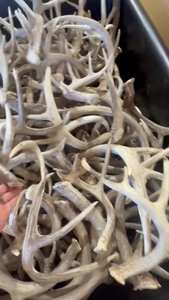 Poils naturels de bois de cerf rouge - Product Image 2