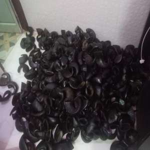 Alimento Seco Premium Ecológico Hecho a Mano con Cuerno de Búfalo de Agua Tratado, Sin Granos y Alto en Proteínas para Gatitos, Cachorros, Peces y Animales Pequeños - Product Image 1