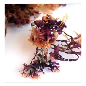 สาหร่ายดิบจากธรรมชาติ100% จากมอสทะเลสีทอง - Product Image 5