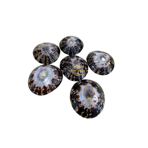 Concha de Limpet Ecológica, Concha Marina Natural para Manualidades y Fines Decorativos - Product Image 2