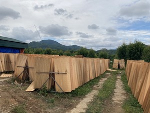 Chapa de Madera de Caucho 2026 en Venta - Chapa de Madera de Caucho Seca - Chapa de Caucho para Exportación de Madera Contrachapada al Mercado Chino - Product Image 4