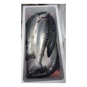 Salmón del Atlántico fresco y congelado/Salmón entero congelado/Cabeza de salmón en venta - Product Image 6