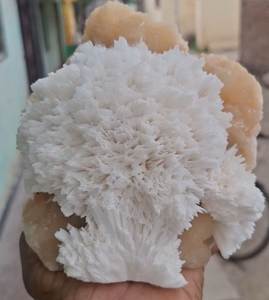 Flor de mordenita con minerales de espécimen de matriz de stilbita DE LA India - Product Image 1