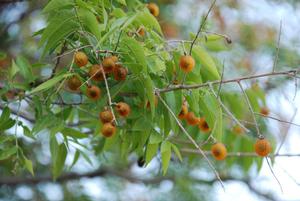 Sapindus Saponaria Bulk Production Factory in Vietnam/ Holiday| <b>Soapberries</b> - Product Image 4